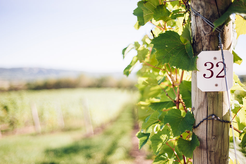 Image of post at end of vineyard row.
