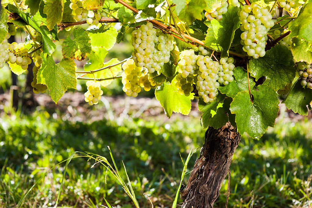 Close up of ripe grapes on vines.